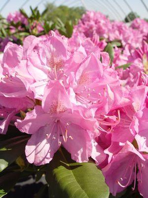 Rhododendron cat. 'English Roseum' Rhododendron from Moose Crossing Garden Center