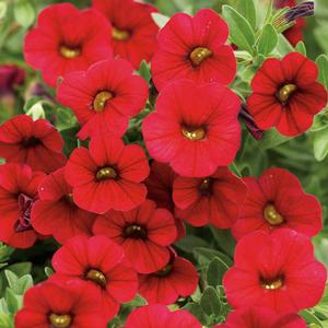 Calibrachoa hybrid 'Red' Superbells from Moose Crossing Garden Center