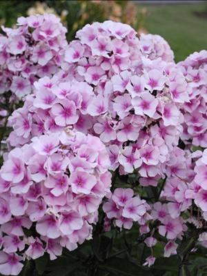 Phlox paniculata 'Bright Eyes' Tall Garden Phlox from Moose Crossing Garden Center