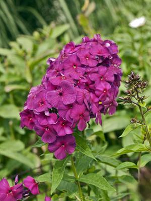 Phlox paniculata 'Nicky' Tall Garden Phlox from Moose Crossing Garden Center