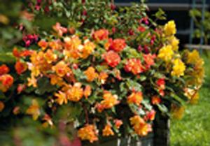 Begonia X Tuberhydrida 'Begonia-Illumination Golden Picotee' Tuberous Begonia from Moose Crossing Garden Center