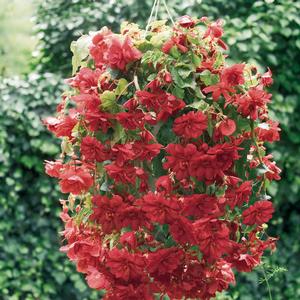 Begonia X Tuberhydrida 'Begonia-Illumination scarlet' Begonia from Moose Crossing Garden Center