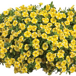 Calibrachoa hybrid 'Lemon Slice' Superbells from Moose Crossing Garden Center