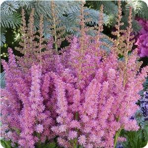 Astilbe chinensis 'Little Vision in Pink' Astilbe from Moose Crossing Garden Center