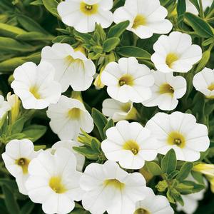 Calibrachoa hybrid 'White' Superbells from Moose Crossing Garden Center
