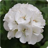 Geranium Zonal 'Dynamo White' Geranium from Moose Crossing Garden Center