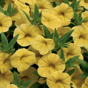 Calibrachoa hybrid 'Yellow' Superbells from Moose Crossing Garden Center