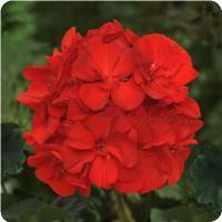Geranium Zonal 'Presto Brilliant Red' Zonal Geranium from Moose Crossing Garden Center