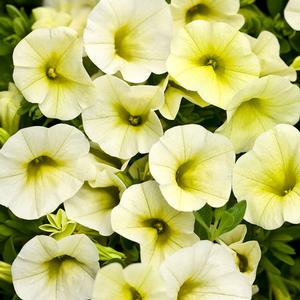 Calibrachoa hybrid 'Yellow Chiffon' Superbells from Moose Crossing Garden Center