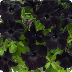 Petunia hybrid 'Black Magic' Petunia from Moose Crossing Garden Center