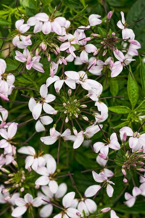 Cleome hybrid 'Senorita Blanca' Spider Flower from Moose Crossing Garden Center