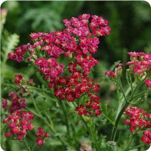 Achillea millefolium 'New Vintage Red' Yarrow from Moose Crossing Garden Center