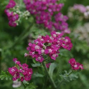 Achillea millefolium 'New Vintage Violet' Yarrow from Moose Crossing Garden Center