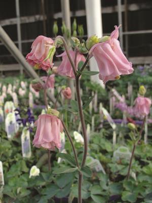Aquilegia vulgaris 'Carol Ann' Columbine from Moose Crossing Garden Center