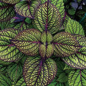 Solenostemon hybrid 'Fishnet Stockings' Coleus from Moose Crossing Garden Center