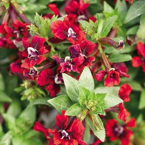 Cuphea llavea 'Flamenco Samba' Cuphea from Moose Crossing Garden Center