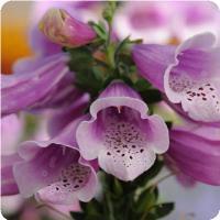 Digitalis purpurea 'Dalmatian Rose' Foxglove from Moose Crossing Garden Center