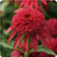 Echinacea purpurea 'Double Scoop Cranberry' Coneflower from Moose Crossing Garden Center
