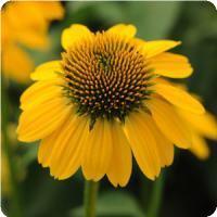 Echinacea purpurea 'Sombrero Lemon Yellow' Coneflower from Moose Crossing Garden Center