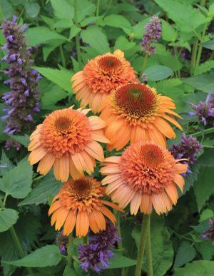 Echinacea purpurea 'Supreme Cantaloupe' Coneflower from Moose Crossing Garden Center