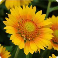 Gaillardia grandiflora 'Mesa Peach' Blanket Flower from Moose Crossing Garden Center