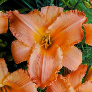 Hemerocallis hybrid 'New Tangerine Twist' Daylily from Moose Crossing Garden Center