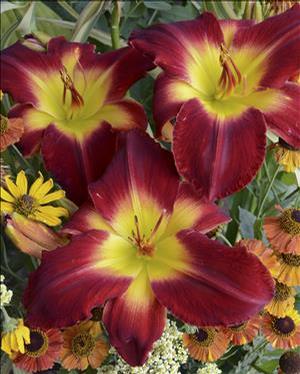 Hemerocallis hybrid 'Cherokee Star' Daylily from Moose Crossing Garden Center