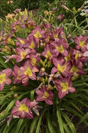 Hemerocallis hybrid 'Garden Show' Daylily from Moose Crossing Garden Center
