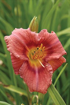 Hemerocallis hybrid 'Rosy Returns' Daylily from Moose Crossing Garden Center