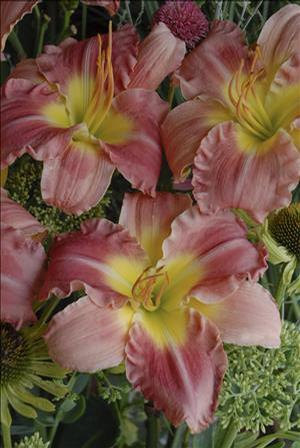 Hemerocallis hybrid 'Stolen Treasure' Daylily from Moose Crossing Garden Center