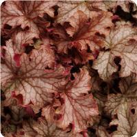 Heuchera x. villosa 'Carnival Peach Parfait' Coral Bells from Moose Crossing Garden Center