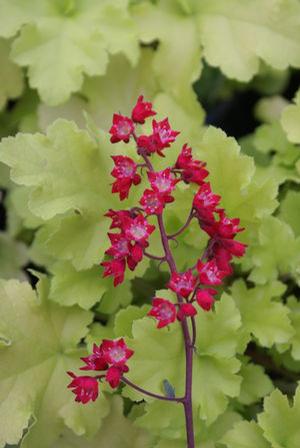 Heuchera sanguieum 'Firefly' Coral Bells from Moose Crossing Garden Center