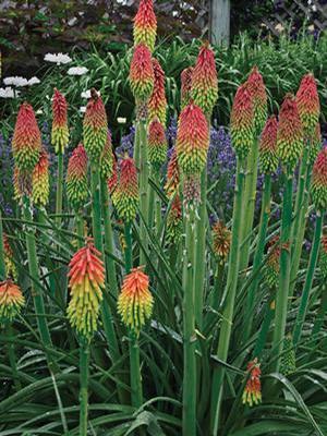 Kniphofia hirsuta 'Fire Dance' Red Hot Poker from Moose Crossing Garden Center