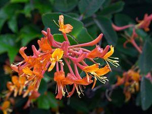 Lonicera x. 'Mandarin' Honeysuckle from Moose Crossing Garden Center