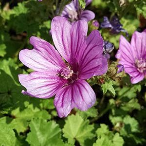 Malva sylvestris 'Mystic Merlin' Mallow from Moose Crossing Garden Center