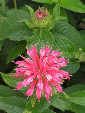 Monarda didyma 'Coral Reef' Bee Balm from Moose Crossing Garden Center