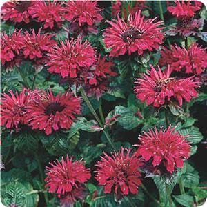 Monarda didyma 'Fireball' Bee Balm from Moose Crossing Garden Center