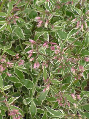 Polemonium reptans 'Touch of Class' Jacob's Ladder from Moose Crossing Garden Center