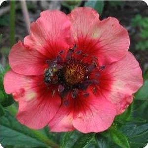 Potentilla nepalensis 'Miss Wilmott' Cinquefoil from Moose Crossing Garden Center