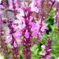 Salvia nemorosa 'Lyrical Rose' Meadow Sage from Moose Crossing Garden Center