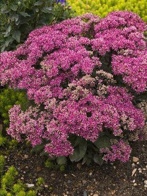 Sedum 'Mr. Goodbud' Stonecrop from Moose Crossing Garden Center