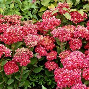 Sedum 'Class Act' Stonecrop from Moose Crossing Garden Center