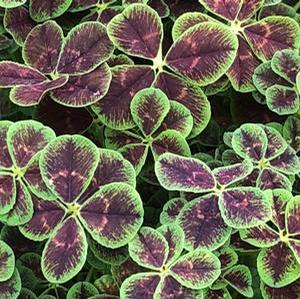 Trifolium repens 'Lucky' Four Leaf Clover from Moose Crossing Garden Center