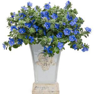 Evolvulus hybrid 'Blue My Mind' Dwarf Morning Glory from Moose Crossing Garden Center
