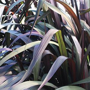 Pennisetum purpureum 'Vertigo' Pearl Millet from Moose Crossing Garden Center