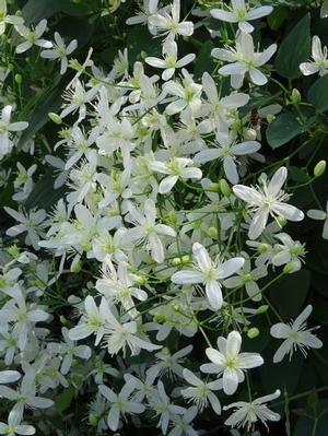 Clematis paniculata 'Sweet Autumn' Clematis from Moose Crossing Garden Center