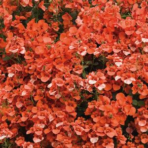 Diascia hybrid 'Flirtation Orange' Diascia from Moose Crossing Garden Center