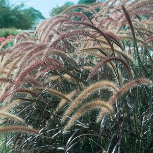 Pennisetum setaceum 'Rubrum' Purple Fountain Grass from Moose Crossing Garden Center