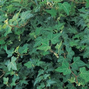Hedera helix 'Patricia' Ivy from Moose Crossing Garden Center