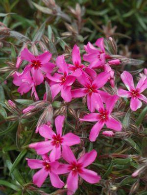 Phlox subulata 'Scarlet Flame' Creeping Phlox from Moose Crossing Garden Center